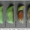 coen pamphilus pupa3 volg11